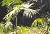 ` Carludovica palmata karludovika dlanitá Čeleď: Cyclanthaceae Angl.: Panama-Hat Plant Něm.: Panamahut-Pflanze Franc.: panama hat palm Špan.