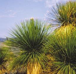 24 Suchozemské byliny Dasylirion longissimum dasylirion nejdelší Čeleď: Dracaenaceae dracénovité Angl.: Mexican Grass Tree, Toothless Sotol Něm.: Mikadopflanze, Rauschopf Franc.