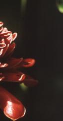 : Fackelingwer, Kaiserzepter Franc.: rose de porcelaine Špan.