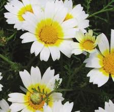 : Kronen-Wucherblume, Speisechrysantheme Franc.: chrysantheme couronné Špan.