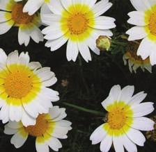 : ojos de los sembrados Statná, jednoletá až dvouletá, 40 až 100 cm vysoká a aromatická bylina.