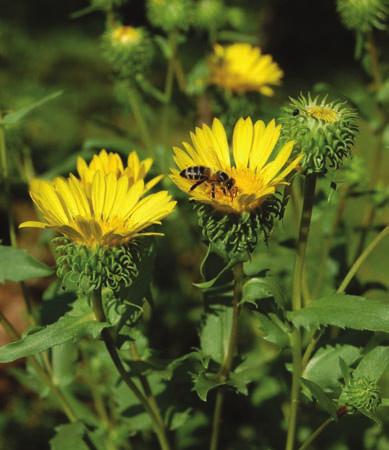 Suchozemské byliny 27 Grindelia squarrosa grindélie rozkladitá Čeleď: Asteraceae hvězdicovité Angl.: Curly-Top Gumweed, Curly-Cup Gumweed Něm.: Goldkörbchen Franc.