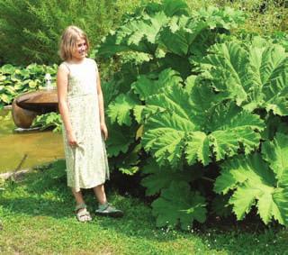 : Mammut Blatt Franc.: rhubarbe géante Špan.: gunnera Víceletá bylina vysoká 0,5 0,7 m, která od báze dřevnatí. Lodyhy má vzpřímené nebo rozložené, v horní části větvené.