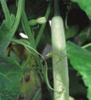 Suchozemské byliny 29 Lagenaria siceraria lagenárie, kalabasa Čeleď: Cucurbitaceae tykvovité Angl.: Bottle Gourd, Calabash, Calabash Gourd Něm.: Flaschenkürbis Franc.