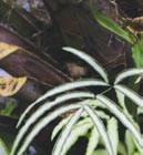 Suchozemské byliny 31 Pteris cretica křídelnice krétská Čeleď: Polypodiaceae