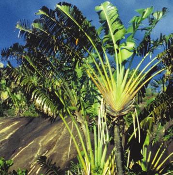 32 Suchozemské byliny Ravenala madagascariensis ravenala madagaskarská Čeleď: Strelitziaceae streliciovité Angl.: Traveller s Palm, Traveller s Tree Něm.: Baum der Reisenden Franc.
