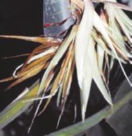 : oiseau de paradis Špan.: flor ave del paraiso Ravenala madagascariensis Poněkud přerostlejší příbuzná mnohem známější Strelitzia reginae.