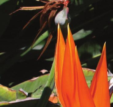 Suchozemské byliny 33 Strelitzia reginae strelicie královská Čeleď: Strelitziaceae streliciovité Angl.: Bird of Paradise Něm.: Paradiesvogelblume Franc.: oiseau de paradis Špan.