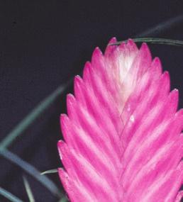 34 Suchozemské byliny Tillandsia cyanea tilandsie tmavomodrá Čeleď: Bromeliaceae broméliovité Angl.: Pink Quill Něm.: Blaue Tillandsie Franc.: tilandsia Špan.
