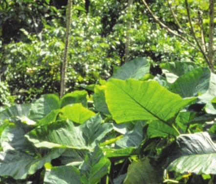36 Suchozemské byliny Xanthosoma robustum xantosoma obrovská Čeleď: Araceae áronovité Angl.: Cocoyam, Elephant s Ear Něm.