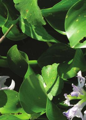 : papiro VODNÍ BYLINY Eichhornia crassipes eichhornie zduřená, vodní hyacint Čeleď: Pontederiaceae modráskovité Angl.
