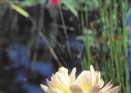 38 Vodní byliny Nelumbo nucifera lotos pravý (indický) Čeleď: Nymphaeaceae leknínovité (Nelumbonaceae