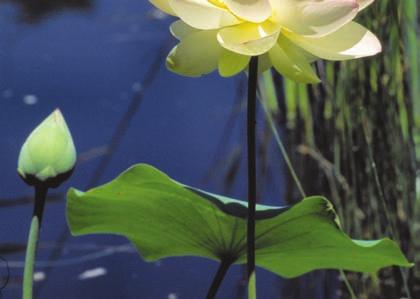 : lotus Lotos je na první pohled křehká rostlina opředená nejrůznějšími bájemi a pověstmi.