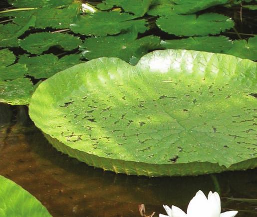 Vodní byliny 41 Victoria cruziana viktorie Cruzianova Čeleď: Nymphaeaceae leknínovité Ang.: Santa Cruz Water Lily Něm.: Paraná Riesenseerose Franc.: nymphea géant Špan.