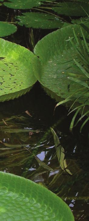 V botanických zahradách je většinou pěstována její menší příbuzná V. cruziana.