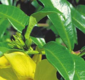 42 Liány Allamanda cathartica alamanda počistivá Čeleď: Apocynaceae toješťovité Angl.