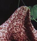 : coralillo, San Diego Aristolochia gigantea aristolochie obrovská, podražec obrovský