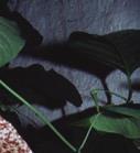 : Riesen Pfeifenblume Franc.: aristolochia géant Špan.