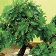 Chamaecyparis, Taxus, Pinus a roubovanci jehličnanů ve velkých květináčích.