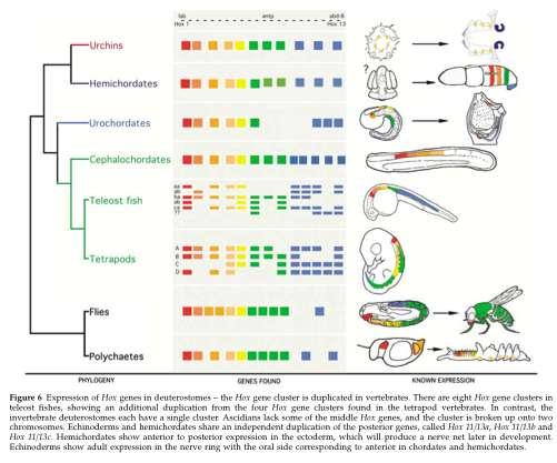 geny fungují stejně u velice rozdílnych živočichů počátek Evo-Devo Hox