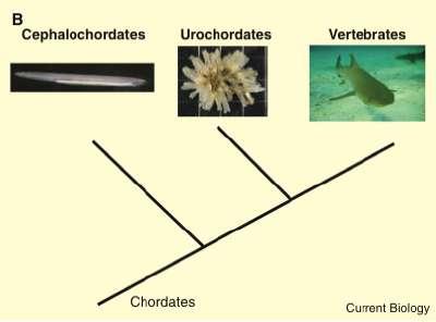 Evoluce tělního plánu: kopinatec jako archetyp obratlovce?