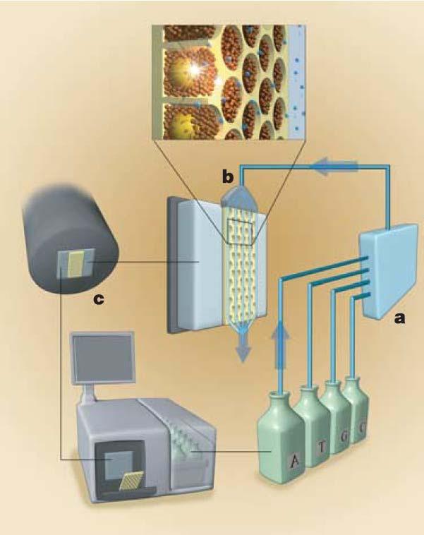 Sekvenátor (Roche) Sekvenační zařízení se skládá z těchto základních subsystému: Zařízení pro mikrofluidiku (a) Průtoková