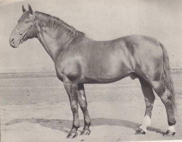 Příloha 1: BYSTRÝ (1919), 658 Ehler po 41 Furioso IX 25