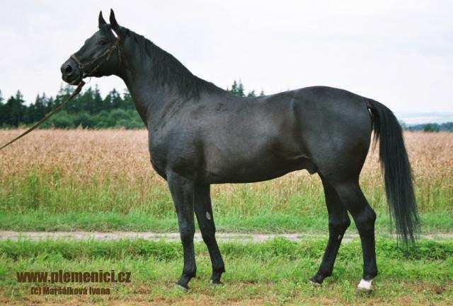 showpic=88781&nm=3&time=1312704382) Příloha 6: TOPAS 8