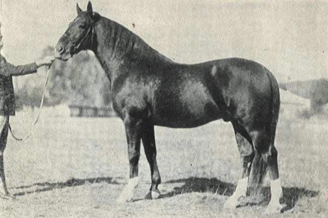 Příloha 7: ALMHIRT (1941), Alwin 1799 po Schwarzer Star (Zdroj: