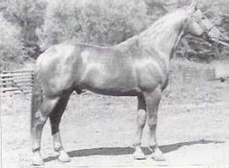 teplokrevníka) Příloha 12: ADMETOS (1976), Almansor Sejuna II po