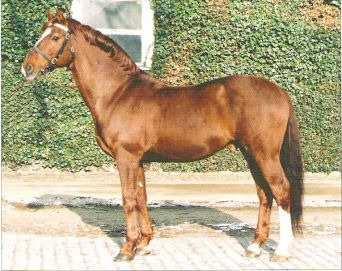 Příloha 15: COMERO (1989), Cicero po Rebel Z I (Zdroj: SIXTA,
