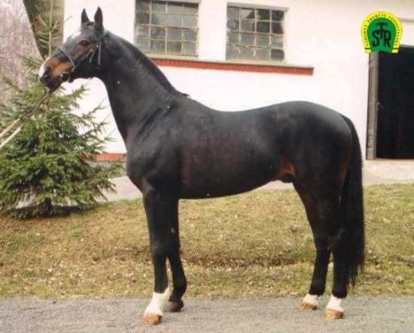 com/orit/) Příloha 22: PAPILLIO (1980), Pilot Finett po