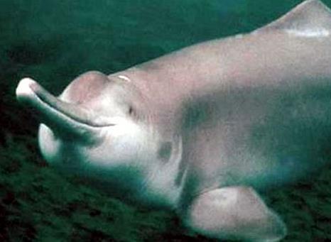 Obr.18: říční delfín Baiji, žil pouze na řece Jang-c -ťiang, vlivem zhoršení