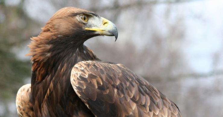 V současné době je ohrožena osmina ptáků Ohrožuje je: