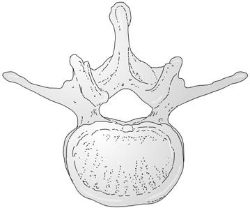 , 5 foramen vertebrale, 6 pediculus arcus vertebrae, 7 lamina arcus vertebrae, 8 proc.