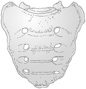 , 3 proc. costalis, pediculus arcus vertebrae, 5 corpus vertebrae, 6 foramen vertebrale, 7 proc.