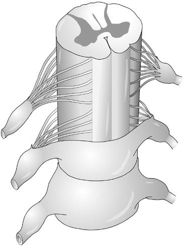 18 sulcus medianus posterior 12 6 11 7 8 9 10 13 1 2 12 3 Obr. 1.17b. Řez páteří a míchou v bederní oblasti přes foramen intervertebrale.