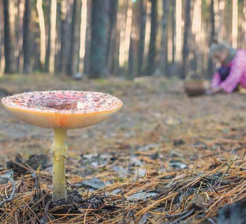 RADÍ ODBORNÍK Při otravě houbami pomáhá jediné opravdu rychlé jednání Houbařské sezony bývají jako na houpačce. Když je sucho, nezakopnete ani o prašivku.