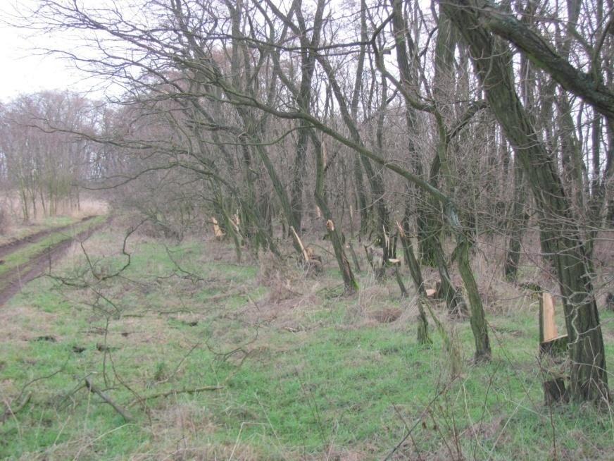 V. Počasí Údaje pro obec Spomyšl za rok 2015: Úhrnem spadlo 471,9 mm srážek, rok byl tedy ještě sušší, než ten předchozí (517,9 mm).