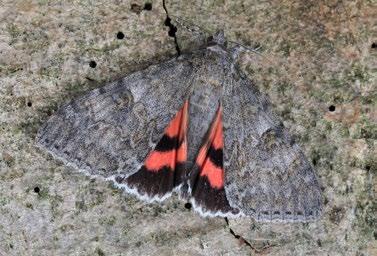 Mückstein Catocala nupta (stužkonoska olšová). Foto P. Mückstein NOLIDAE drobnuškovití Meganola albula (Denis & Schiffermüller, 1775) drobnuška ostružníková Materiál: 28. 6. 2011, 4 ex., 12. 7.