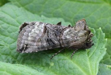 NOCTUIDAE můrovití Abrostola tripartita (Hufnagel, 1766) kovolesklec žahavkový Materiál: 16. 7. 2004, 1 ex., 25. 8. 2005, 1 ex., 5. 7. 2006, 1 ex., 10. 6. 2008, 1 ex., 11. 7. 2008, 1 ex., 31. 5. 2011, 1 ex.