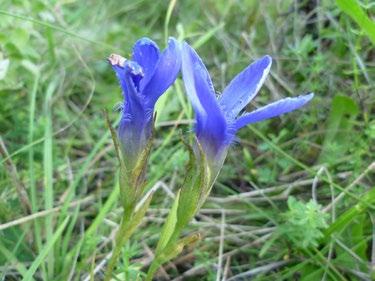 Orchis morio (vstavač obecný kukačka).