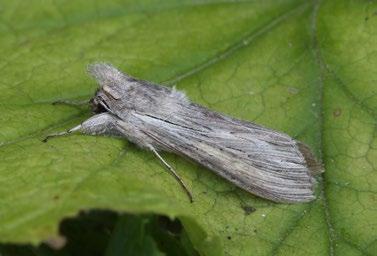 Subacronicta megacephala (Denis & Schiffermüller, 1775) šípověnka velkohlavá Materiál: 16. 7. 2004, 2 ex., 22. 7. 2004, 1 ex., 26. 5. 2005, 1 ex., 25. 8. 2005, 2 ex., 13. 6. 2006, 1 ex., 20. 5. 2007, 1 ex.
