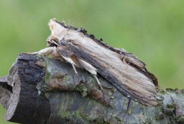 , 18. 7. 2016, 2 ex. Craniophora ligustri (Denis & Schiffermüller, 1775) šípověnka jasanová Materiál: 23. 6. 2004, 1 ex., 25. 8. 2005, 1 ex., 20. 5. 2007, 1 ex., 14. 6. 2007, 2 ex., 11. 7. 2008, 1 ex.