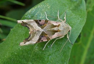 Apamea sordens (Hufnagel, 1766) šedavka obilná Materiál: 27. 5. 2008, 1 ex., 10. 6. 2008, 1 ex., 25. 6. 2016, 1 ex. Apamea unanimis (Hübner, 1813) šedavka bahenní Materiál: 9. 6. 2004, 1 ex., 25. 6. 2016, 1 ex. Apamea scolopacina (Esper, 1788) šedavka třeslicová Materiál: 31.