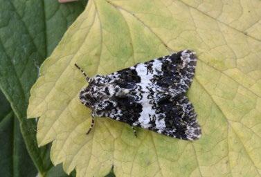 Hadena compta (můra kartouzková). Foto P. Mückstein Mythimna ferrago (plavokřídlec bledoskvrnný). Foto P. Mückstein Mythimna l-album (Linnaeus, 1767) plavokřídlec bílé L Materiál: 6. 10. 2004, 2 ex.