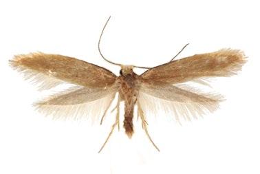 . 4. 2007. 2. Bacotia claustrella (vakonoš) [15 mm]. NPP Švařec, 26. 6. 2015. 3.
