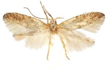 Argyresthia praecocella (molovka) [11 mm]. NPP Švařec, 27. 4. 2007, J. Liška det. 5.