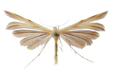 Fotodokumentace dokladového materiálu 1 2 3 4 5 6 7 8 1. Dichomeris juniperella (makadlovka) [21 mm]. NPP Švařec, 10. 8. 2004. 2. Acompsia schmidtiellus (makadlovka) [15 mm].