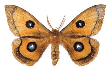 Fotodokumentace dokladového materiálu 1 2 3 4 5 6 7 8 1. Eurhodope cirrigerella (zavíječ) [18 mm]. NPP Švařec, 5. 7. 2006. 2. Heliothela wulfeniana (šedovníček) [12 mm]. NPP Švařec, 28. 7. 2006. 3. Agriphila tolli (travařík) [19 mm].